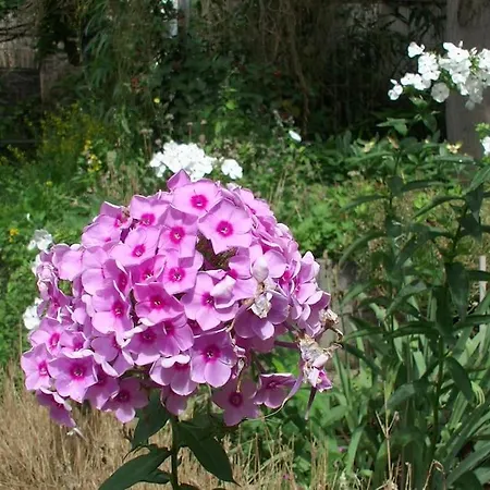 In Bei Quedlinburg *